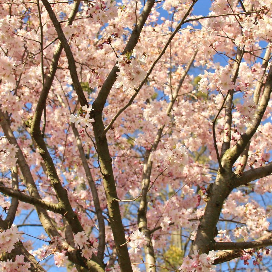 Zierkirsche Prunus Subhirtella Autumnalis Rosea Gartenwelt Donautal 6930