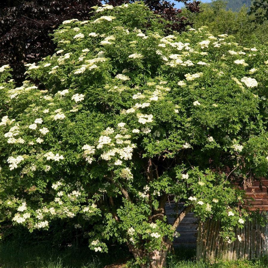 Schwarzer Holunder- Sambucus Nigra "Haschberg" – Gartenwelt Donautal